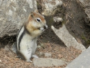 20-Mei - Golden Mantled Ground Squirrel - Johnson Canyon